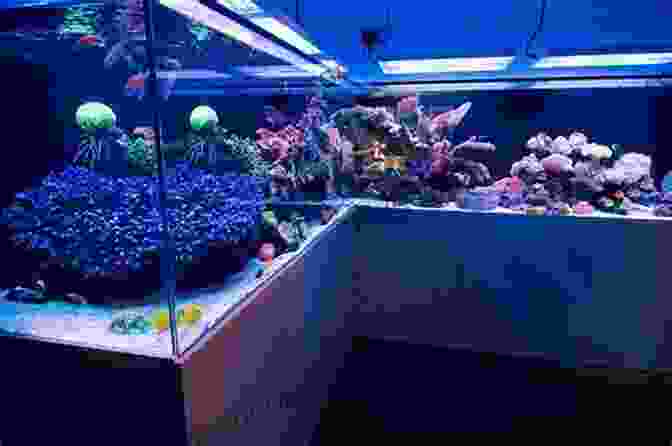 A Variety Of Aquarium Tanks In Different Sizes And Shapes Mini Aquariums: Basic Aquarium Setup And Maintenance (Fish Keeping Made Easy)