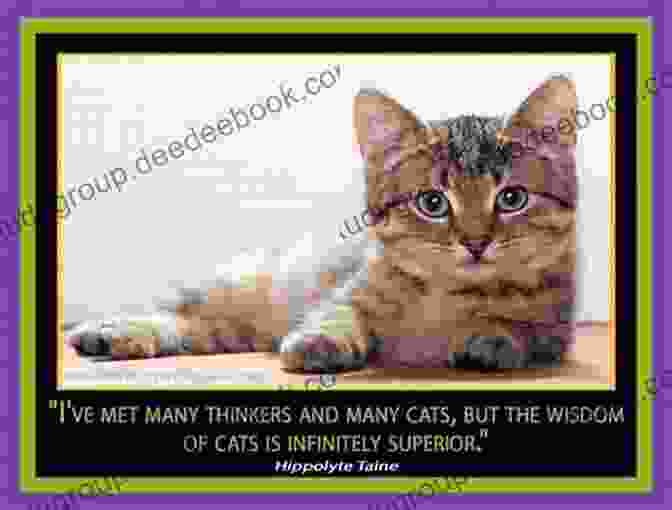 A Wise Looking Cat Imparts Wisdom Cat Tales Liza Jones