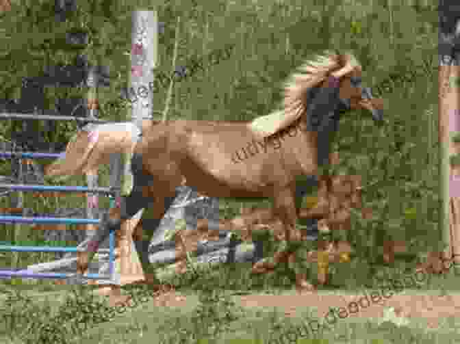 Cocoa Horse, A Brown Horse With A White Mane And Tail Cowgirl Kate And Cocoa: Horse In The House