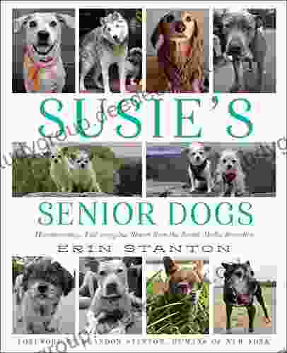 Susie S Senior Dogs Erin Stanton